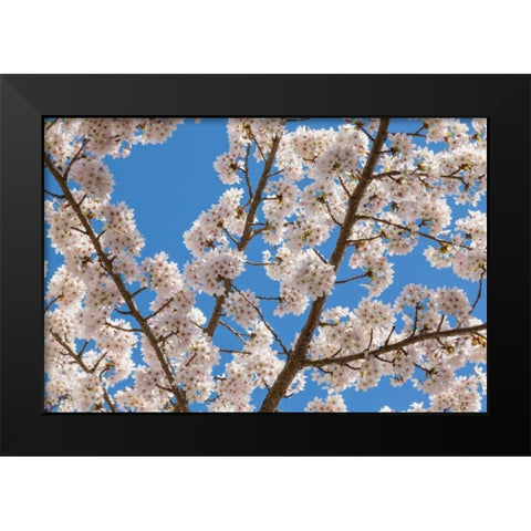 Cherries in Bloom I Black Modern Wood Framed Art Print by Mahan, Kathy