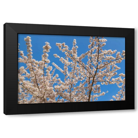 Cherries in Bloom II Black Modern Wood Framed Art Print by Mahan, Kathy