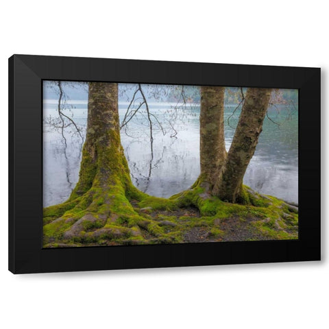 Winter Alders II Black Modern Wood Framed Art Print by Mahan, Kathy