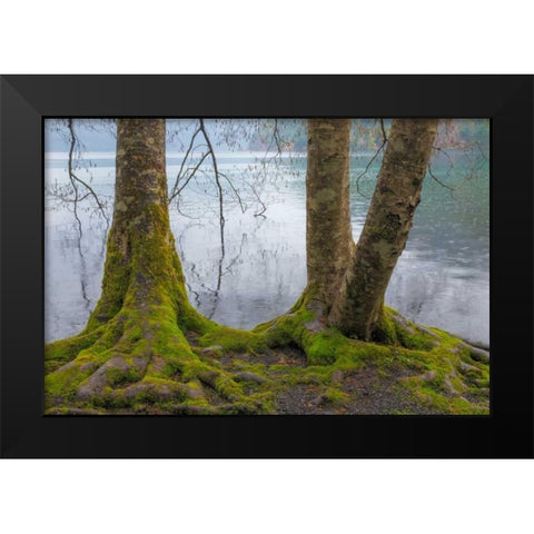 Winter Alders II Black Modern Wood Framed Art Print by Mahan, Kathy