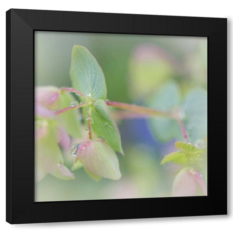 Dew Covered Oregano I Black Modern Wood Framed Art Print by Mahan, Kathy