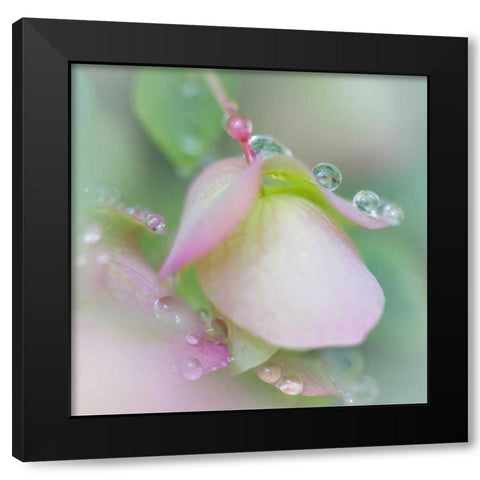 Dew Covered Oregano II Black Modern Wood Framed Art Print with Double Matting by Mahan, Kathy