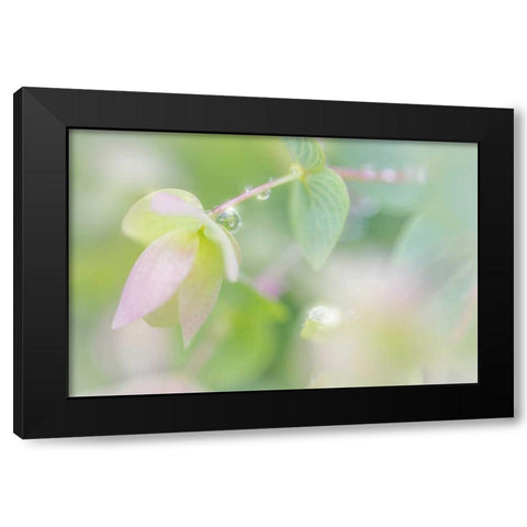 Dew Covered Oregano III Black Modern Wood Framed Art Print with Double Matting by Mahan, Kathy