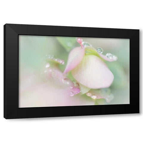 Dew Covered Oregano Black Modern Wood Framed Art Print by Mahan, Kathy