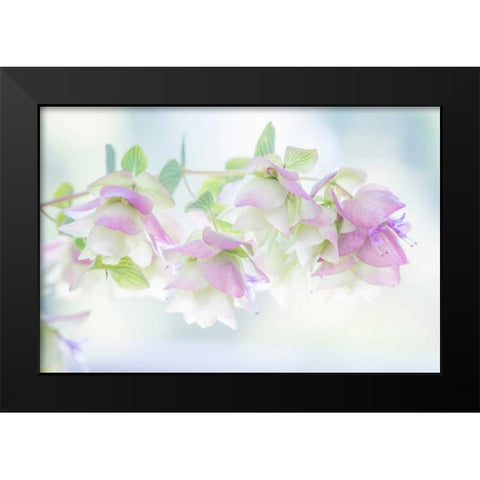 Ornamental Oregano I Black Modern Wood Framed Art Print by Mahan, Kathy