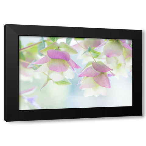 Ornamental Oregano II Black Modern Wood Framed Art Print by Mahan, Kathy