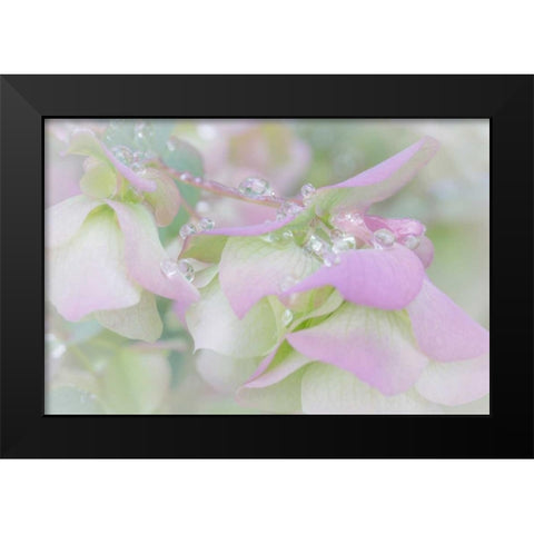 Ornamental Oregano III Black Modern Wood Framed Art Print by Mahan, Kathy