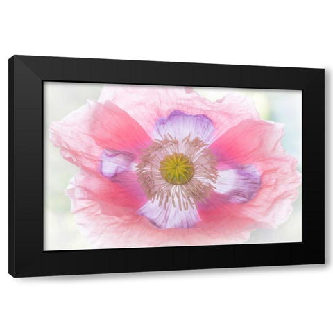 Poppy Hih Key II Black Modern Wood Framed Art Print by Mahan, Kathy