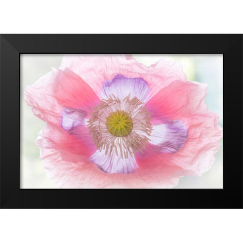 Poppy Hih Key II Black Modern Wood Framed Art Print by Mahan, Kathy