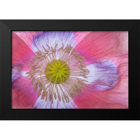 Pink Poppy II Black Modern Wood Framed Art Print by Mahan, Kathy