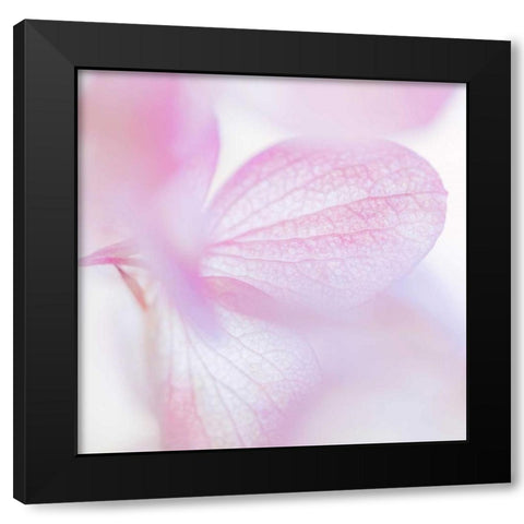 Pink Hydrangea I Black Modern Wood Framed Art Print by Mahan, Kathy