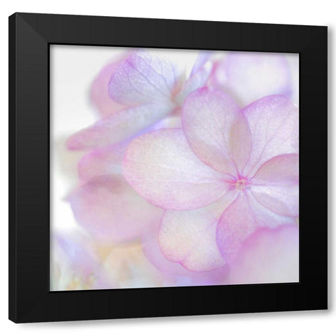 Pink Hydrangea II Black Modern Wood Framed Art Print by Mahan, Kathy