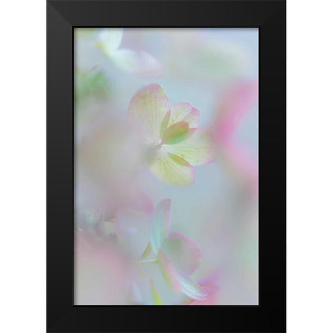Hydrangea I Black Modern Wood Framed Art Print by Mahan, Kathy
