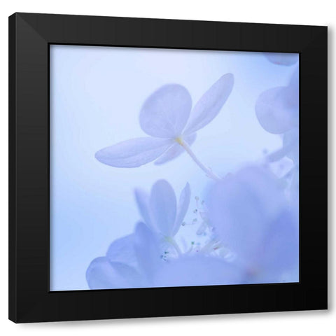 Hydrangea Blossom II Black Modern Wood Framed Art Print with Double Matting by Mahan, Kathy