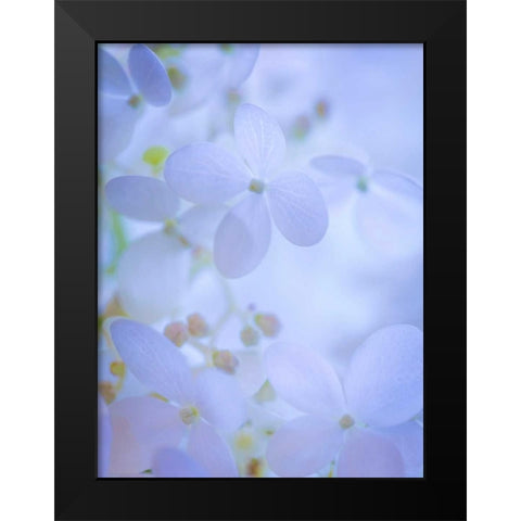 Hydrangea Paniculata II Black Modern Wood Framed Art Print by Mahan, Kathy