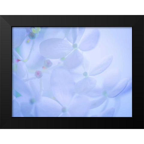 Lime Light Hydrangea II Black Modern Wood Framed Art Print by Mahan, Kathy
