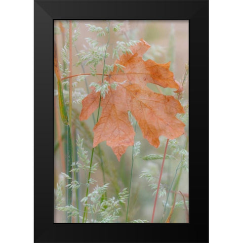Leaf In Meadow Black Modern Wood Framed Art Print by Mahan, Kathy