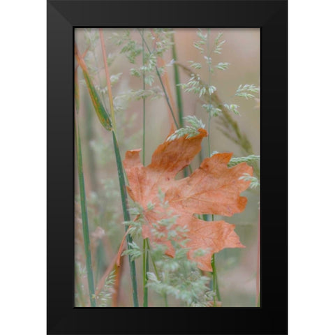 Leaf In Meadow II Black Modern Wood Framed Art Print by Mahan, Kathy