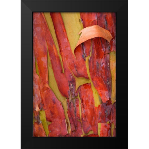 Madrona Bark I Black Modern Wood Framed Art Print by Mahan, Kathy