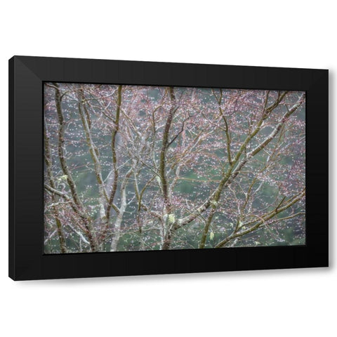Sparkling Raindrops II Black Modern Wood Framed Art Print with Double Matting by Mahan, Kathy