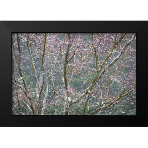 Sparkling Raindrops II Black Modern Wood Framed Art Print by Mahan, Kathy
