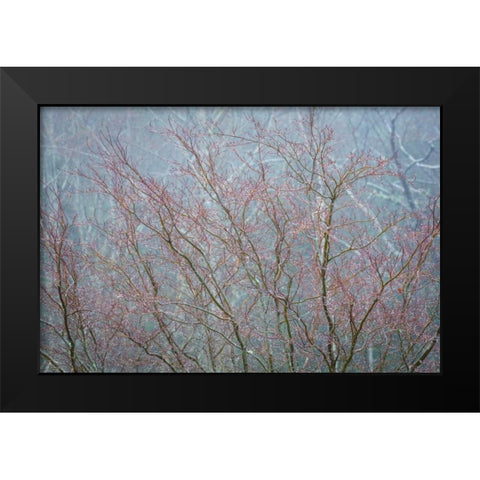 Winter Tree Limbs I Black Modern Wood Framed Art Print by Mahan, Kathy