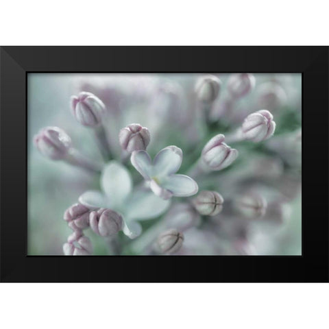 Lilac Blossom I Black Modern Wood Framed Art Print by Mahan, Kathy