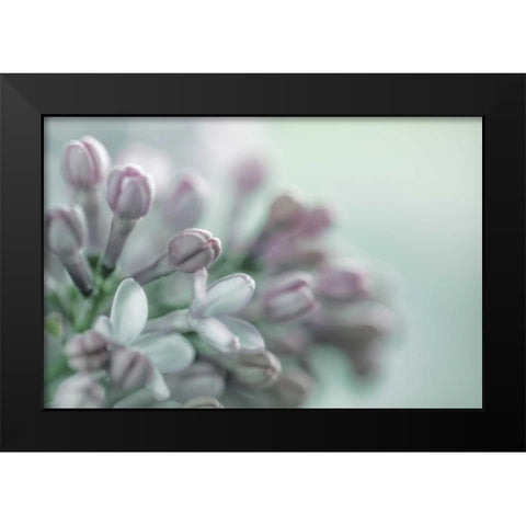 Lilac Blossom II Black Modern Wood Framed Art Print by Mahan, Kathy