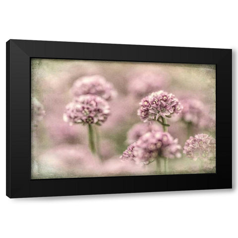 Sea Thrift I Black Modern Wood Framed Art Print by Mahan, Kathy