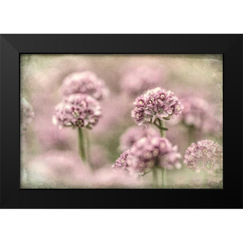 Sea Thrift I Black Modern Wood Framed Art Print by Mahan, Kathy