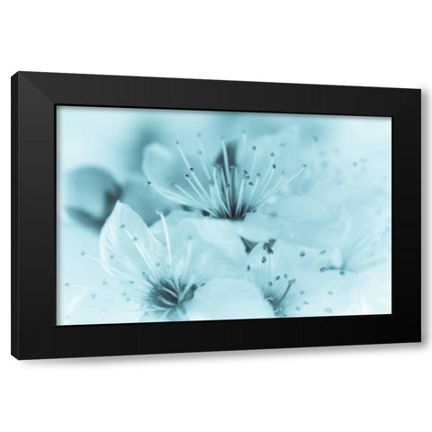 Cherry Blossom I Black Modern Wood Framed Art Print by Mahan, Kathy