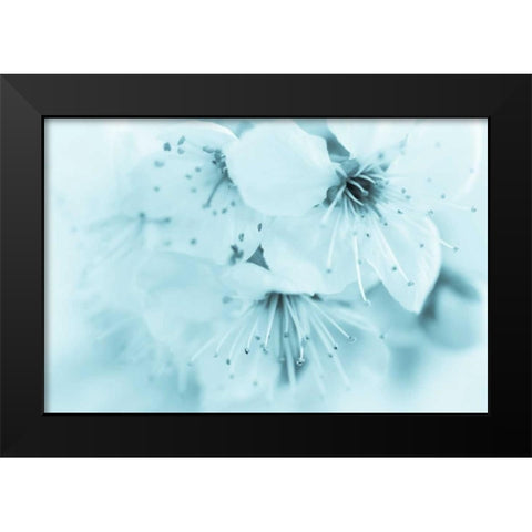 Cherry Blossom II Black Modern Wood Framed Art Print by Mahan, Kathy