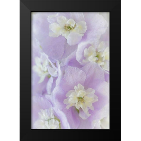Delphinium Blossoms II Black Modern Wood Framed Art Print by Mahan, Kathy