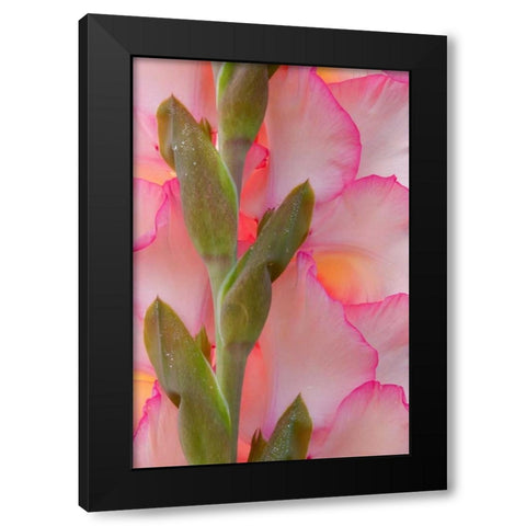 Pink Gladiola I Black Modern Wood Framed Art Print with Double Matting by Mahan, Kathy