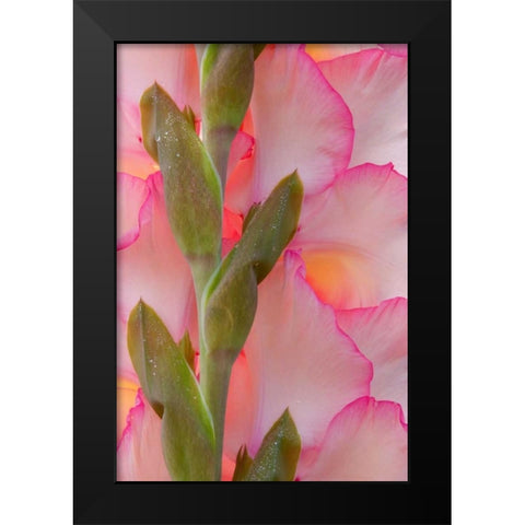 Pink Gladiola I Black Modern Wood Framed Art Print by Mahan, Kathy