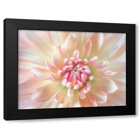 Dahlia Close Up I Black Modern Wood Framed Art Print by Mahan, Kathy