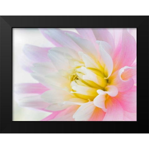 Dahlia Close Up II Black Modern Wood Framed Art Print by Mahan, Kathy