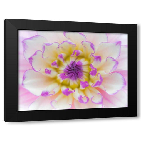 Dahlia Close Up III Black Modern Wood Framed Art Print with Double Matting by Mahan, Kathy