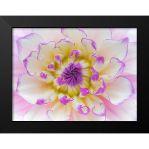 Dahlia Close Up III Black Modern Wood Framed Art Print by Mahan, Kathy