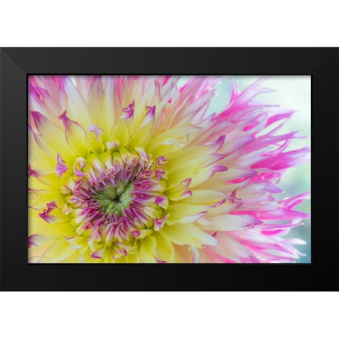 Dahlia Close Up IV Black Modern Wood Framed Art Print by Mahan, Kathy
