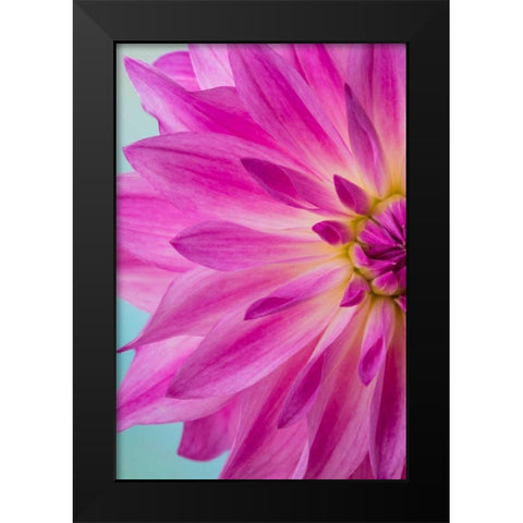 Pink Dahlia I Black Modern Wood Framed Art Print by Mahan, Kathy