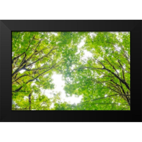 Big Leaf Maple II Black Modern Wood Framed Art Print by Mahan, Kathy