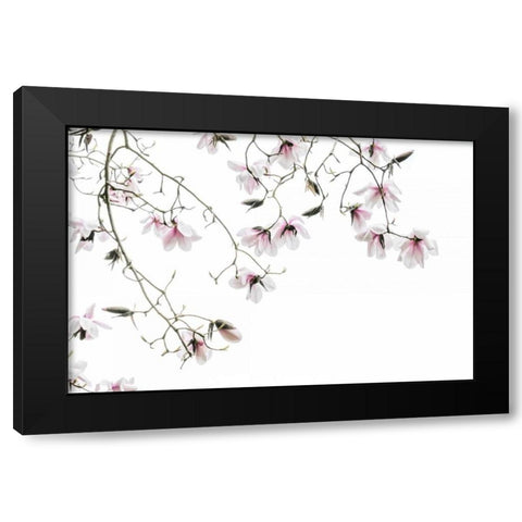 Bainbridge Magnolias I Black Modern Wood Framed Art Print with Double Matting by Mahan, Kathy