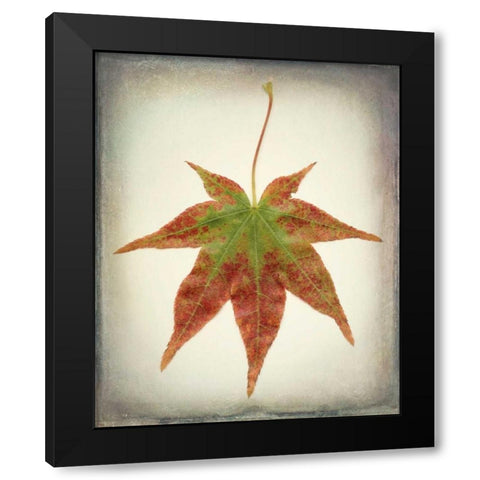 Maple Leaf I Black Modern Wood Framed Art Print with Double Matting by Mahan, Kathy