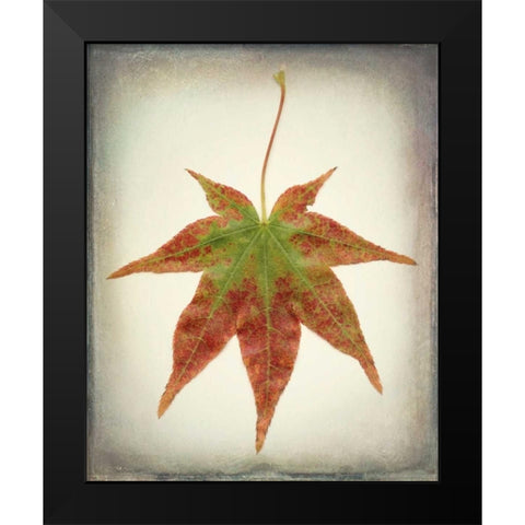 Maple Leaf I Black Modern Wood Framed Art Print by Mahan, Kathy