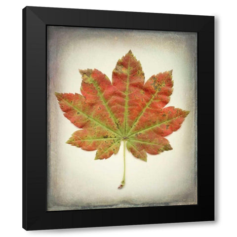 Maple Leaf II Black Modern Wood Framed Art Print with Double Matting by Mahan, Kathy