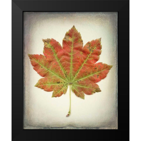 Maple Leaf II Black Modern Wood Framed Art Print by Mahan, Kathy
