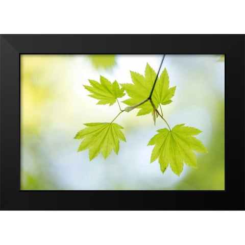 Vine Maple II Black Modern Wood Framed Art Print by Mahan, Kathy