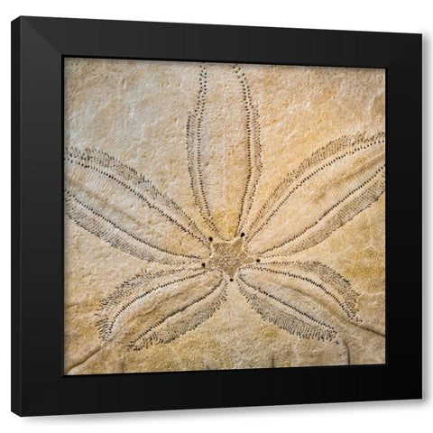 Sand Dollar Design Black Modern Wood Framed Art Print with Double Matting by Mahan, Kathy