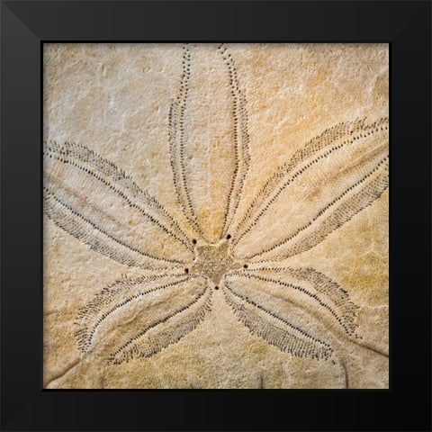 Sand Dollar Design Black Modern Wood Framed Art Print by Mahan, Kathy